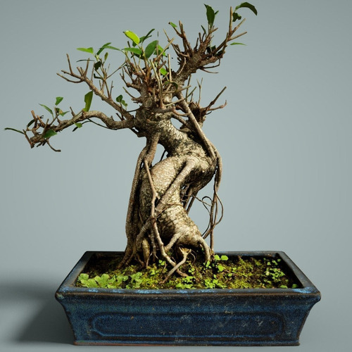 Árbol Bonsai: Elegante Escultura 3d