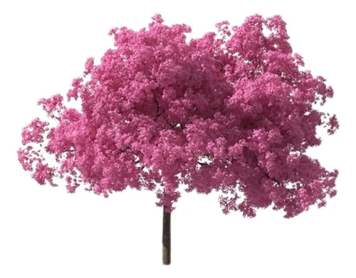 Tabebuia Avellanedae (lapacho Rosado) E15