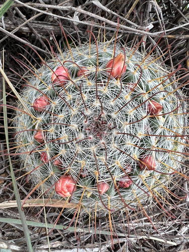 Mammillaria Bocasana 10 Semillas