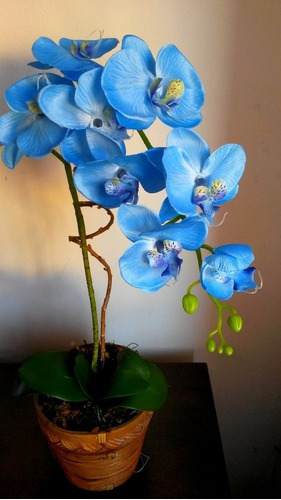 Planta Orquídea Azul, Nueva Variedad, Mas Regalo | MercadoLibre