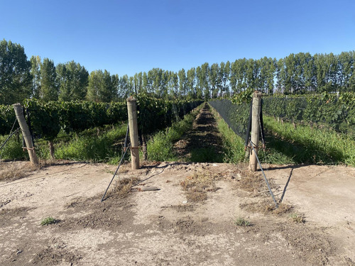 Exclusivo Viñedo De 20 Ha. En Cuadro Benegas