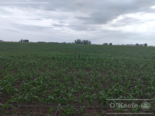 Imagen 6 de 22 de Campo Mixto En Venta En Chivilcoy 60 % Agrícola - Armado