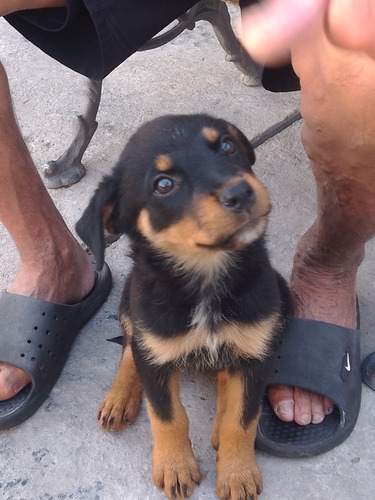 Cachorros Rottweiler 