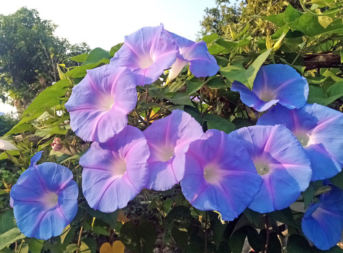 150 Semillas De Ipomea Azul Morning Glory 