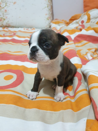 Boston Terrier
