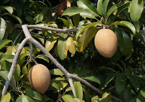 Chicozapote Injerto, Arbolitos