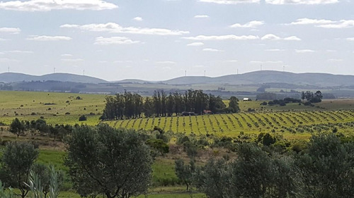 Las Pircas Espectacular Olivar 46ha A Minutos De Punta Del Este