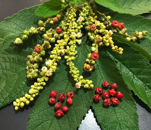 Sementes Erva Baleeira Cordia Verbenacea Planta Caldos Knoor