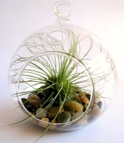Set De 4 Floreros Esféricos De Vidrio Para Plantas Y Flores.