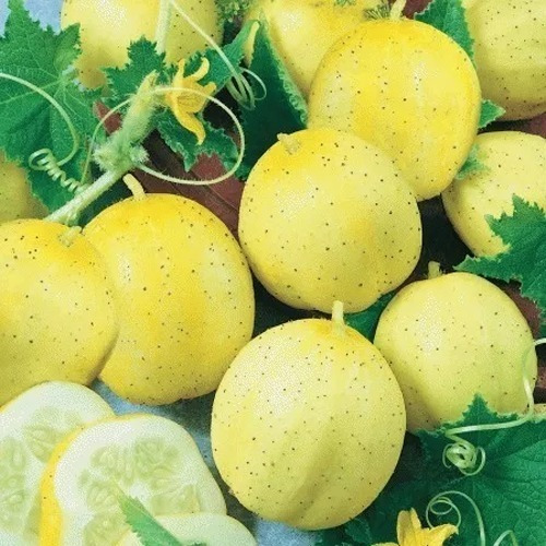 10 Semillas De Pepinos Limon Suaves Y Extra Dulces!