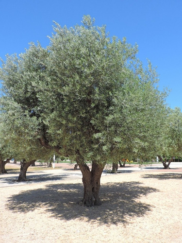 Olivo - Olea Europaea