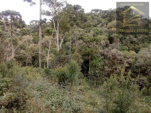 Imagem 5 de 14 de Chácara Com 10.000 M² Em Quatro Barras - Te00020 - 32463315