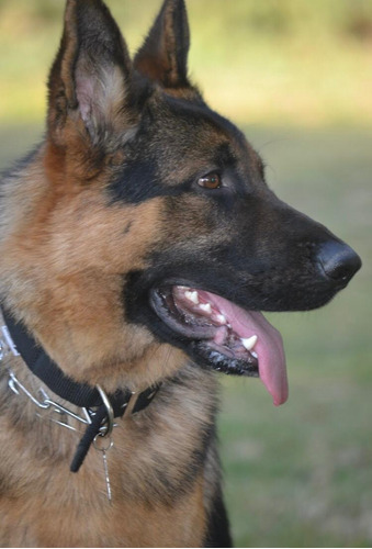 Servicio Ovejero Aleman - Busco Novia - Busco Hembra - Monta