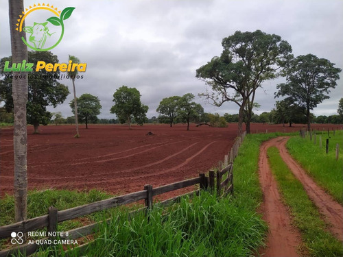 Imagem 10 de 14 de Fazenda À Venda Em Nioaque - Ms - De 463,57 Hectares (pecuária) - 1665