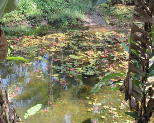 Imagem 24 de 30 de Juquitiba/chácara C/piscina/plana/pomar/ref:04464
