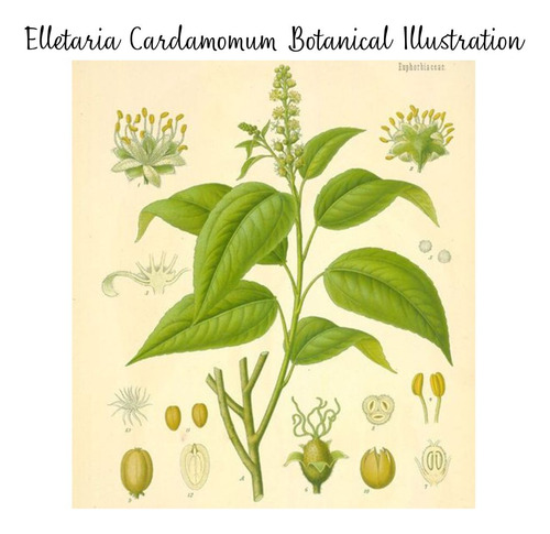 Kit 3 Cardamomo Semente Especiaria E Gin Verdadeiro 20g Cada