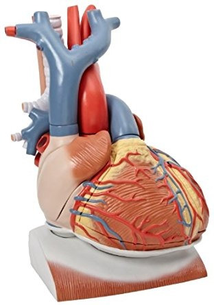 Corazón Parte 3b Scientific Vd251 10 En El Diafragma Del Mod