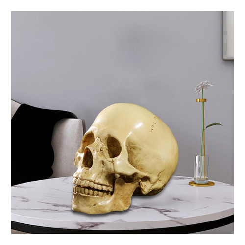 Cráneo Humano Artificial De Tamaño Real De 6,5 Pulgadas,