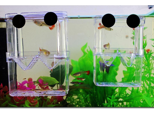 . Caja De Aislamiento De Peces 4 Piezas
