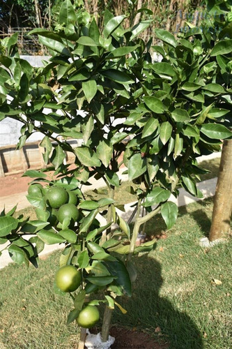 Imagem 11 de 14 de Sítios Para Venda Em Atibaia com 2 Dormitórios