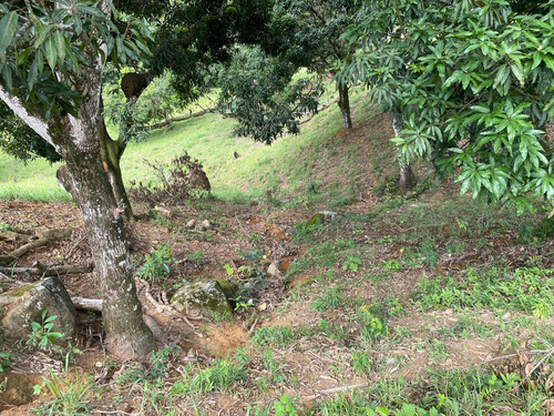 Terreno Com Pomar E Nascente
