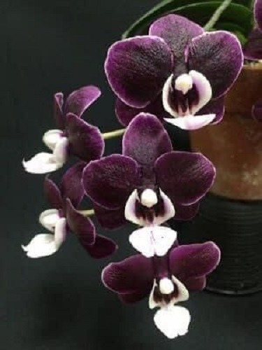 100 Semillas De Orquídea Purpura
