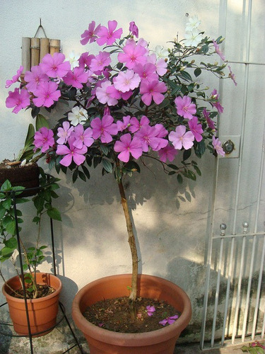 Imagem 8 de 10 de 20 Sementes De Manacá Da Serra Anão Tibouchina Mutabilis