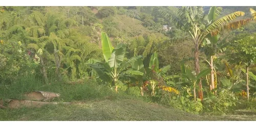 Se Vende Finca En Cordoba - Quindío
