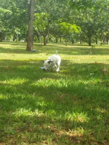 Doação De Cachorro