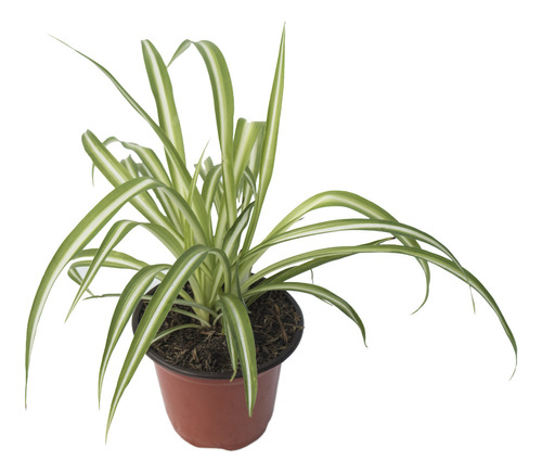 Planta Lazo De Amor (chlorophytum Comosum) En Maceta