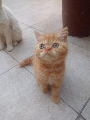 Gatitos Persa Varios Colores