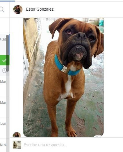 Chapa Identificacion Perros Mascota Chapita Las Originales