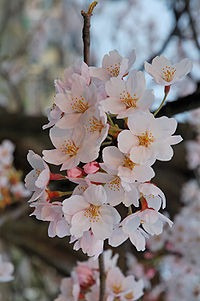 Cerezos Sakura Injertados De 1 Mt. De Alt. Aprox Ramificado