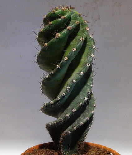 Cactus Espiralado De Colección Hermosos Ejemplares