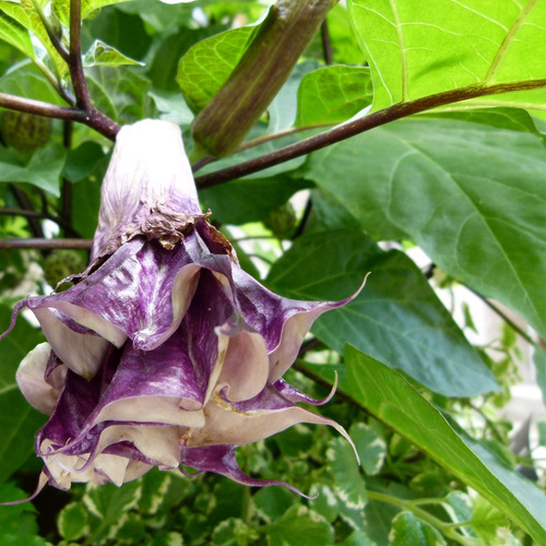 Trombeta - Datura Metel Fastuosa Flor - Sementes Para Mudas