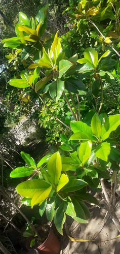 Magnolio, Magnolia. Magnolia Grandiflora 10lts