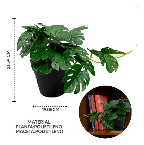 Set 5 Mini Monstera En Maceta De Plástico Negro 19cm