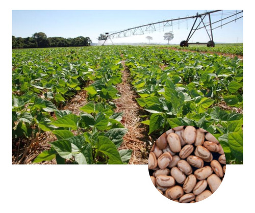 Sementes Feijão Carioca Cultivar Brs Estilo 10kg De Sementes