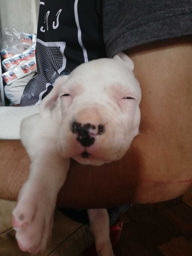Imagen 4 de 5 de Hermosos Cachorros Dogos Argentinos