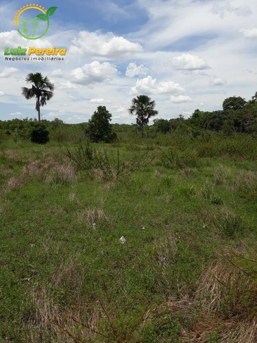 Imagem 13 de 15 de Fazenda À Venda Em São Valério - To - De 624 Hectares (dupla Aptidão) - 1777