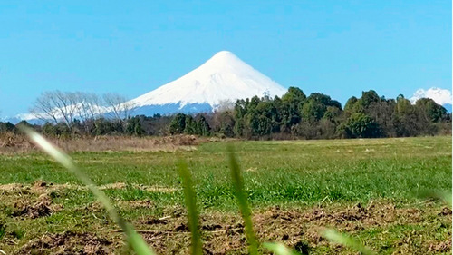 Imagen 6 de 16 de Fundo Praderas De Frutillar