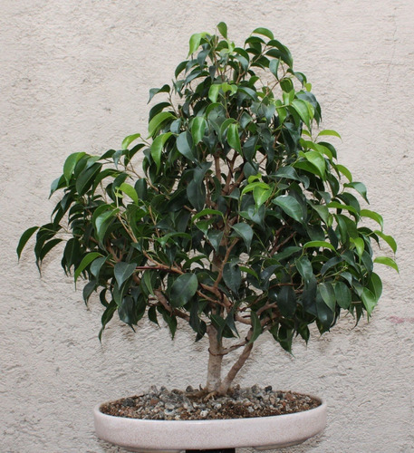 Bonsai Ficus Benjamina