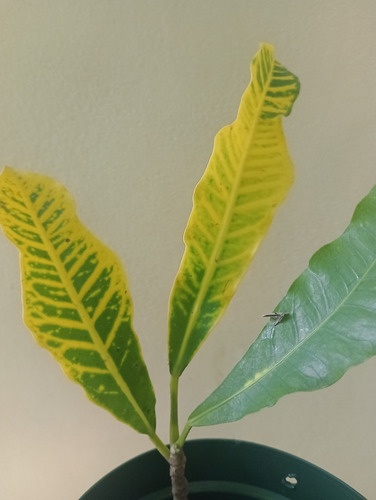Croton Canarinho Variegatum Brasileirinho 2 Mudas