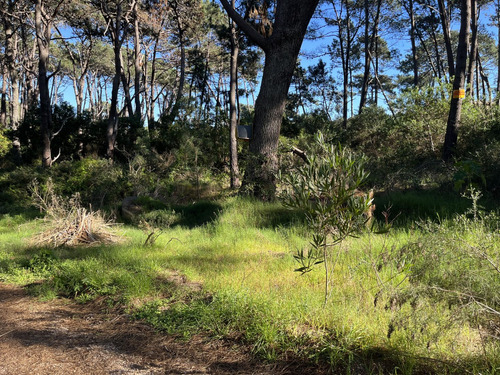 Terreno En Venta En Montoya