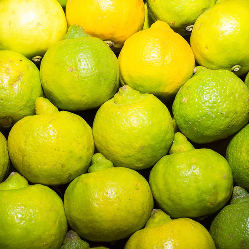 Árbol Lima Dulce ( Citrus Limettioides )