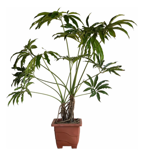 Thaumatophyllum Spruceanum (philodendron Goeldii) Raridade