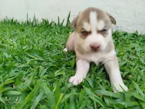 Comprar Cachorro Husky Siberiano