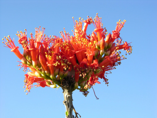 1 Planta De Ocotillo | Arbusto Del Desierto, Colibríes