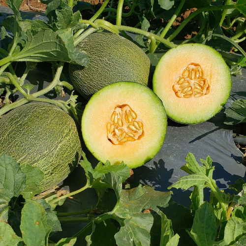 Semilla F1 Melón Super Dulce Huerto Urbano