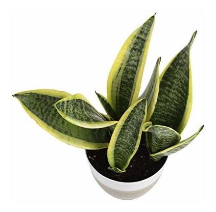 Costa Farms Snake, Sansevieria White-natural Decor Maceta Pl